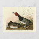 Search for redhead postcards Illustration