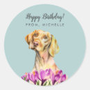 Search for vizsla stickers Cute