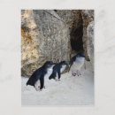 Search for flightless bird postcards Penguin