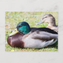 Search for anas postcards Wildlife