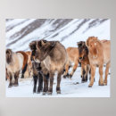 Search for pasture posters Icelandic