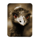 Search for ostrich magnets Portrait