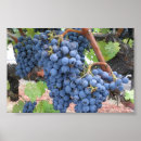 Search for napa posters Nature