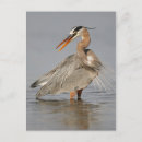 Search for wading postcards Herons