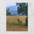 Search for buck postcards Wildlife photography