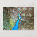 Search for blue peacock bird postcards Feathers