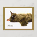 Search for charities postcards Cat
