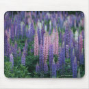 Search for lupins mouse mats Nature