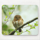 Search for perching mouse mats Outdoors