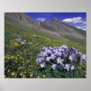 Search for columbine posters Aquilegia