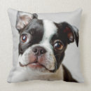 Search for boston terrier cushions Small