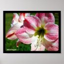 Search for belladonna posters Lilies