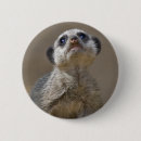 Search for kats badges Animals