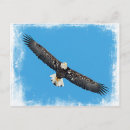 Search for eagle in flight postcards Nature
