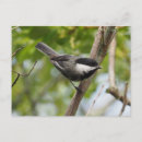 Search for capped chickadee postcards Nature