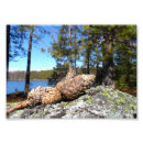 Search for cone photography Trees