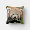 Search for red panda cushions Photography