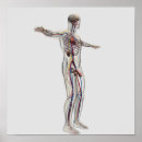 Search for urethra Human representation