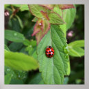 Search for ladybirds posters Green