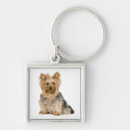Search for yorkies square key rings Puppies