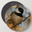 Search for capped badges Songbird