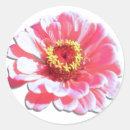 Search for zinnia stickers Pink