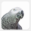 Search for parrot art stickers Animal