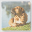 Search for boerboel Pet