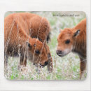 Search for bison mouse mats Animals