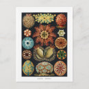 Search for sea urchin postcards Starfish