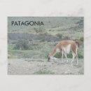 Search for camelids postcards Guanaco