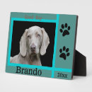 Search for dog photo display Weimaraner