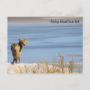 Search for antelopes postcards Wildlife