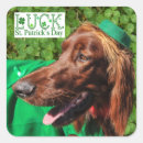 Search for irish setter stickers Shamrock