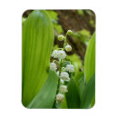 Search for lily of the valley gifts Blossom