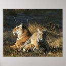 Search for tiger cub posters Lying down