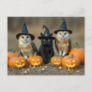 Search for jack o lantern horizontal postcards Cat