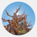 Search for ancient stickers Blue