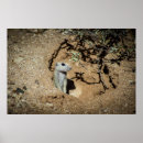 Search for ground squirrels posters Rodent
