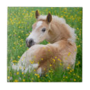 Search for resting tiles Cute