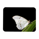 Search for morpho magnets Nature