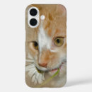 Search for kitten samsung cases Feline
