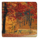 Search for maple trivets forest