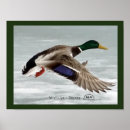 Search for drakes posters Waterfowl