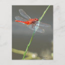 Search for red dragonfly postcards Damselfly