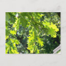 Search for oaks postcards Leaves