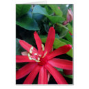 Search for passiflora Tropical