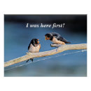 Search for barn swallow posters Birds