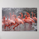 Search for american flamingo posters Animal