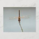Search for red dragonfly postcards Wildlife
